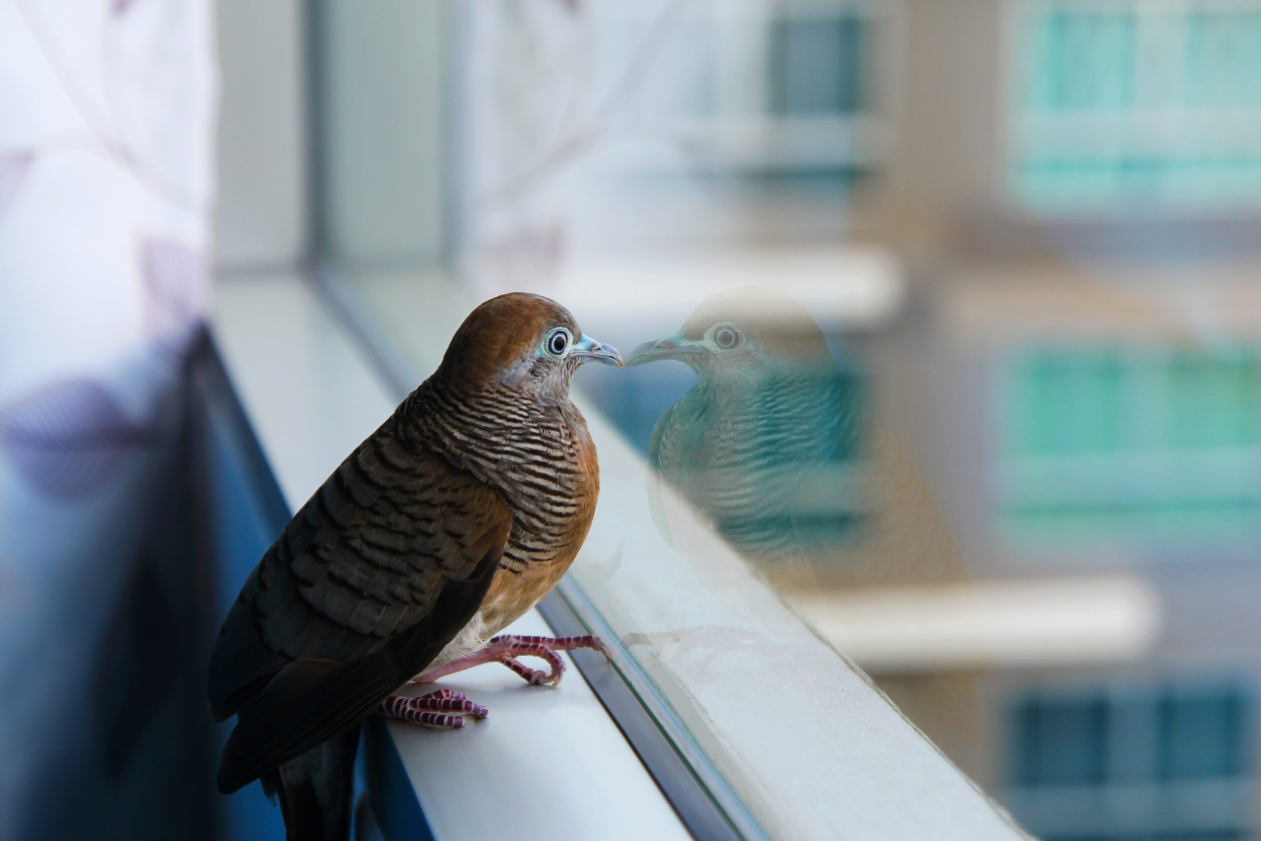 bird safety window film atlanta